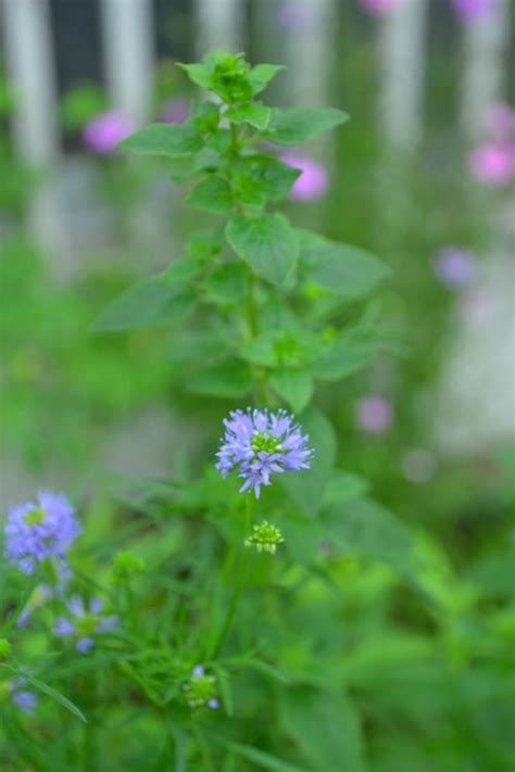 花植物|LOVEGREENの植物図鑑｜育て方、栽培方